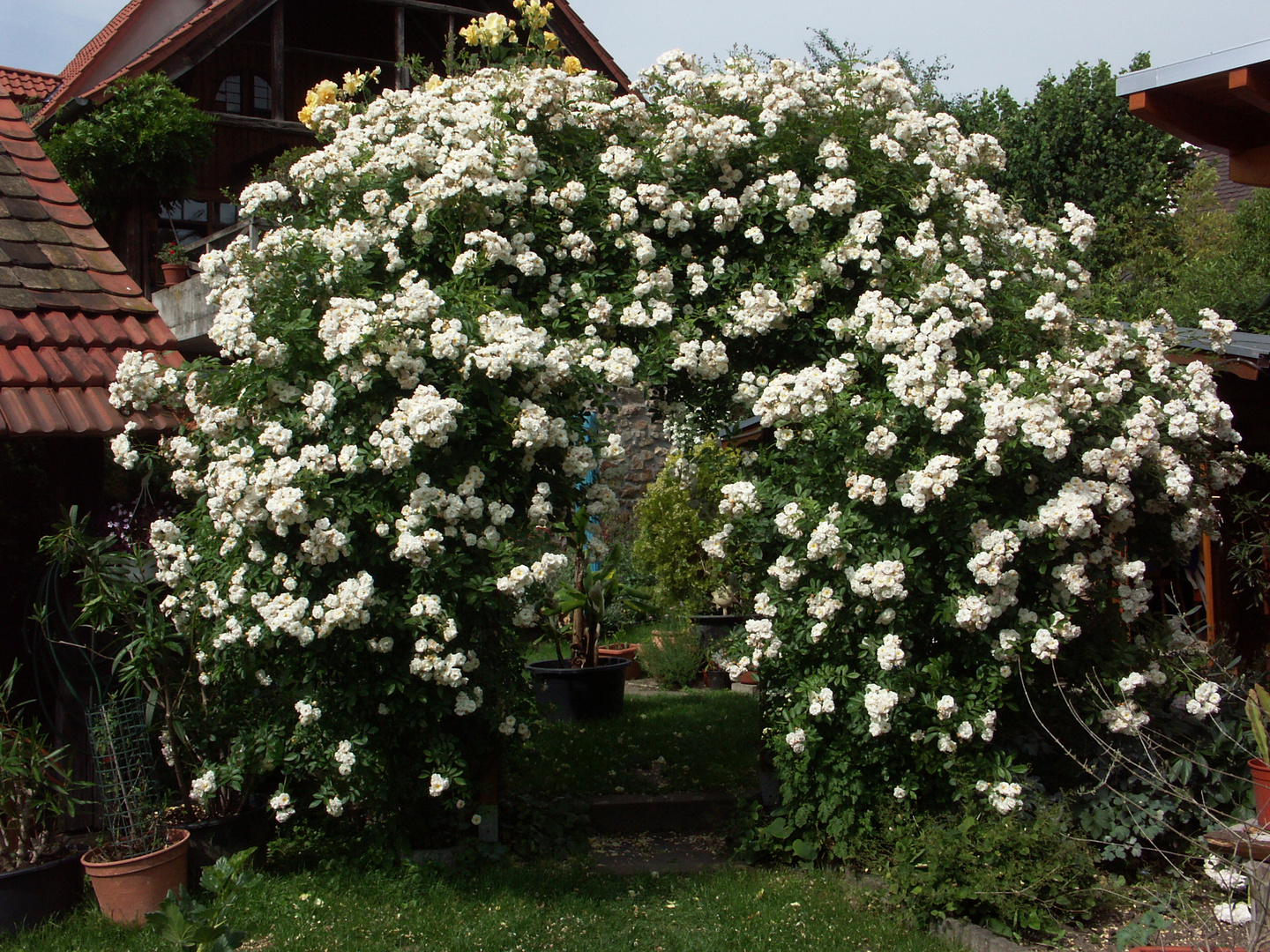 Mein kleiner Rosenbogen