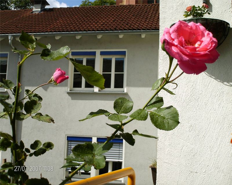 Mein kleiner Rosengarten