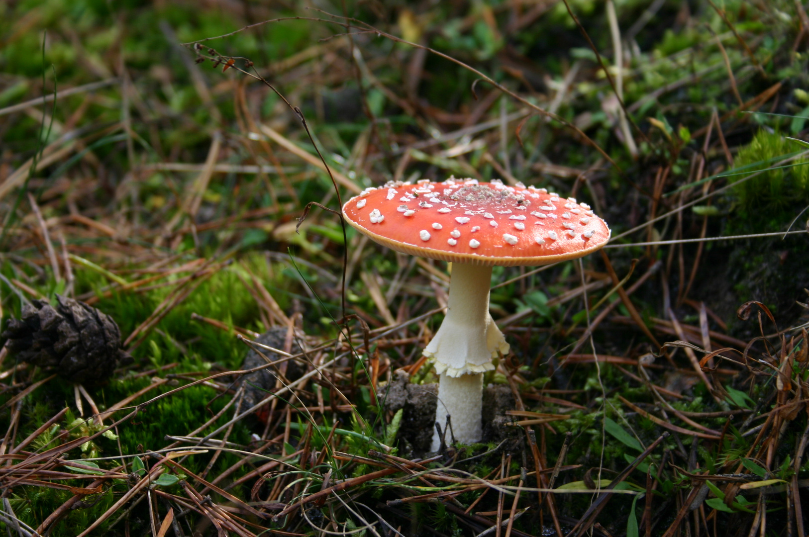 mein kleiner roter Fliegenpilz