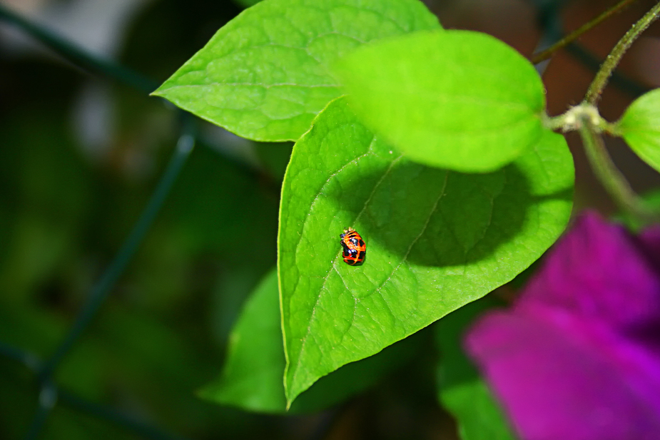 Mein kleiner roter Käfer