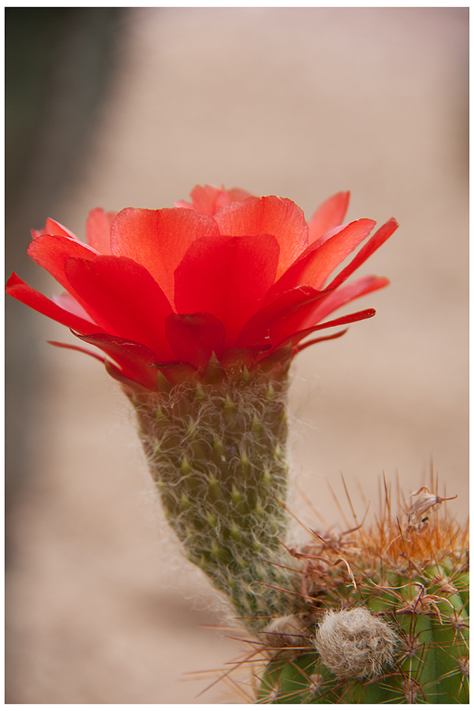 Mein kleiner... roter Kaktus