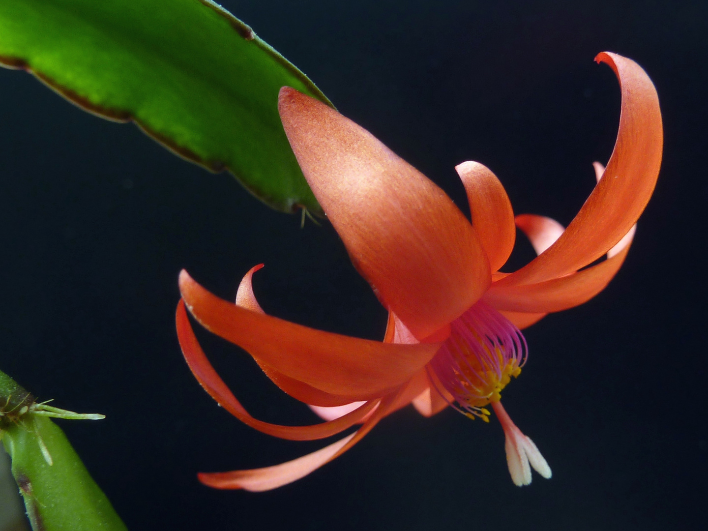 mein kleiner roter Kaktus Foto & Bild blüten, blüte, kaktus Bilder auf