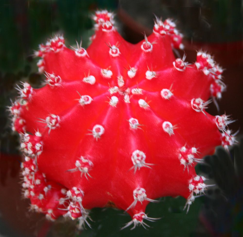 Mein kleiner "roter" Kaktus Foto & Bild pflanzen, pilze & flechten, kakteen & sukkulenten