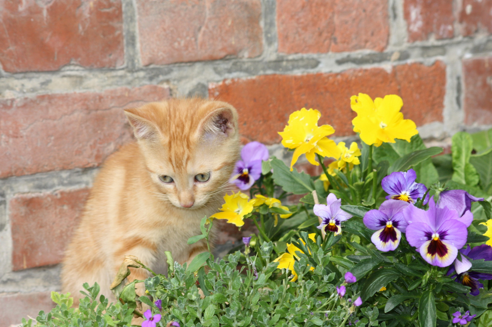 Mein kleiner roter Kater