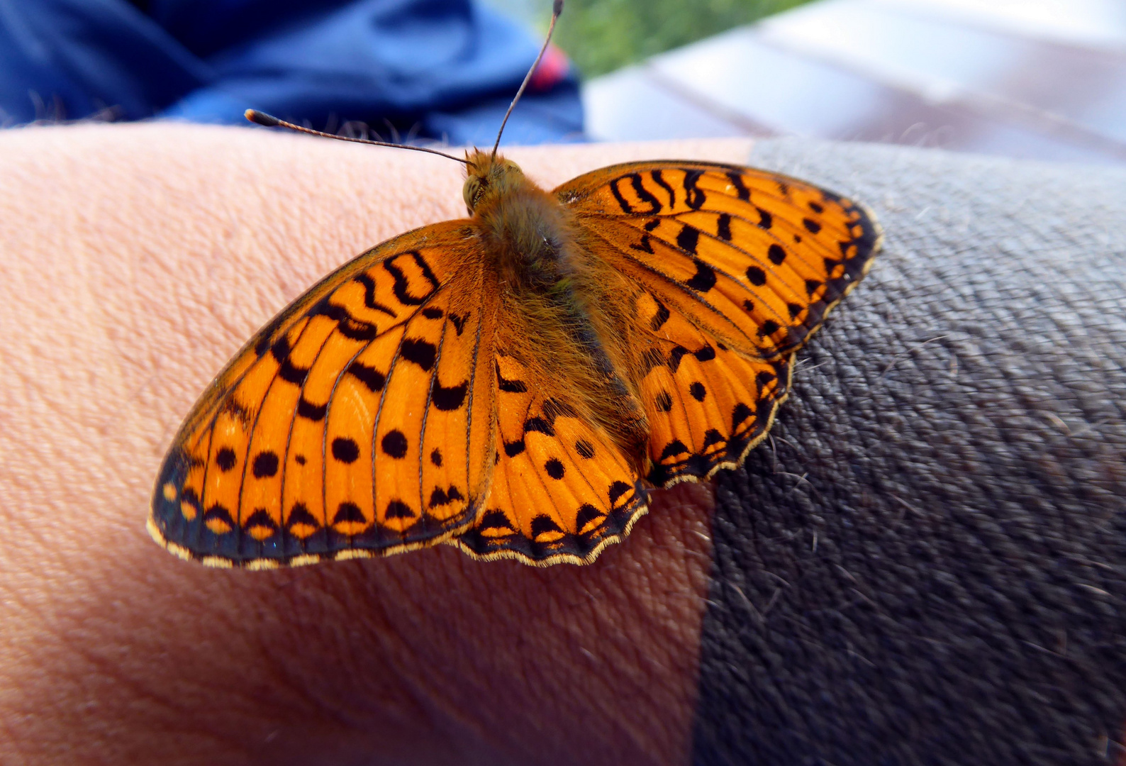 Mein kleiner Schmetterling