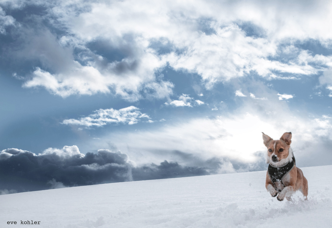 mein kleiner Schneehund