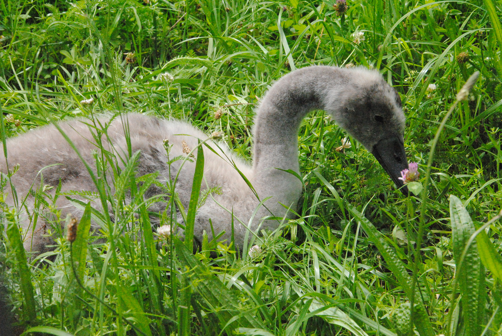 mein kleiner Schwan.....