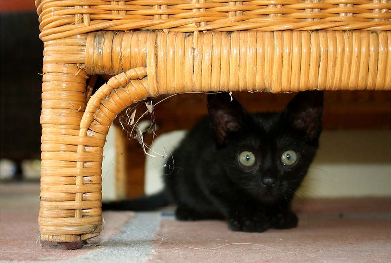 mein kleiner schwarzer Kater