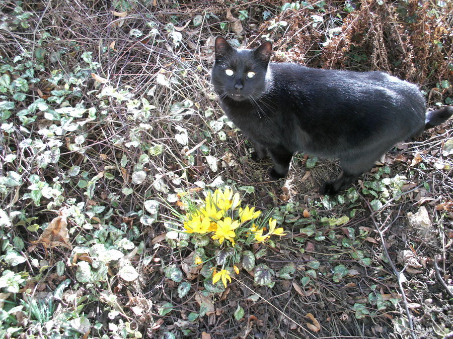 Mein kleiner schwarzer Kater