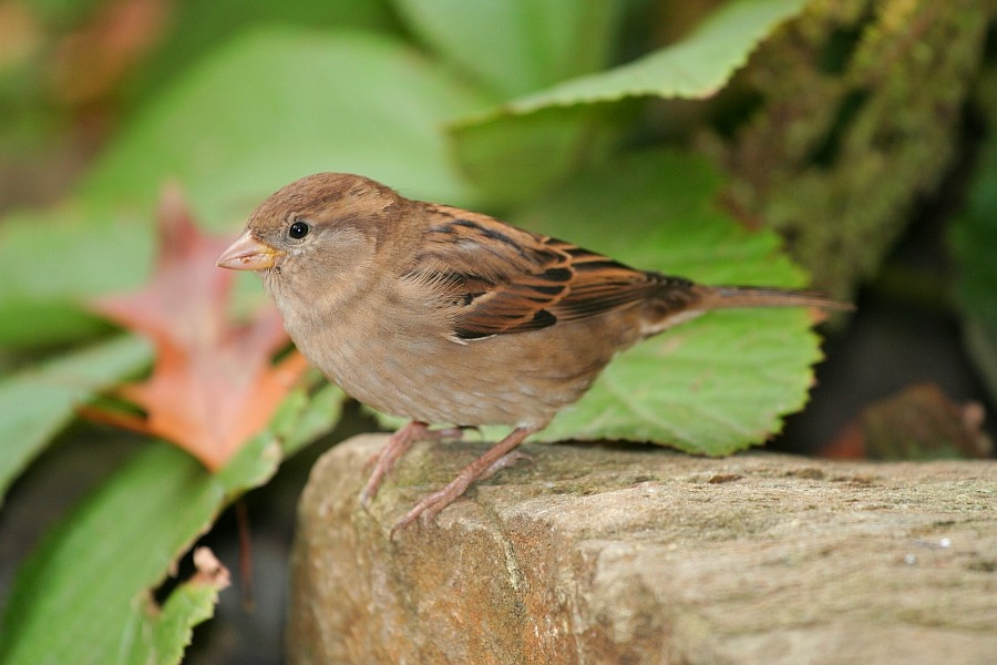 Mein kleiner Spatz..