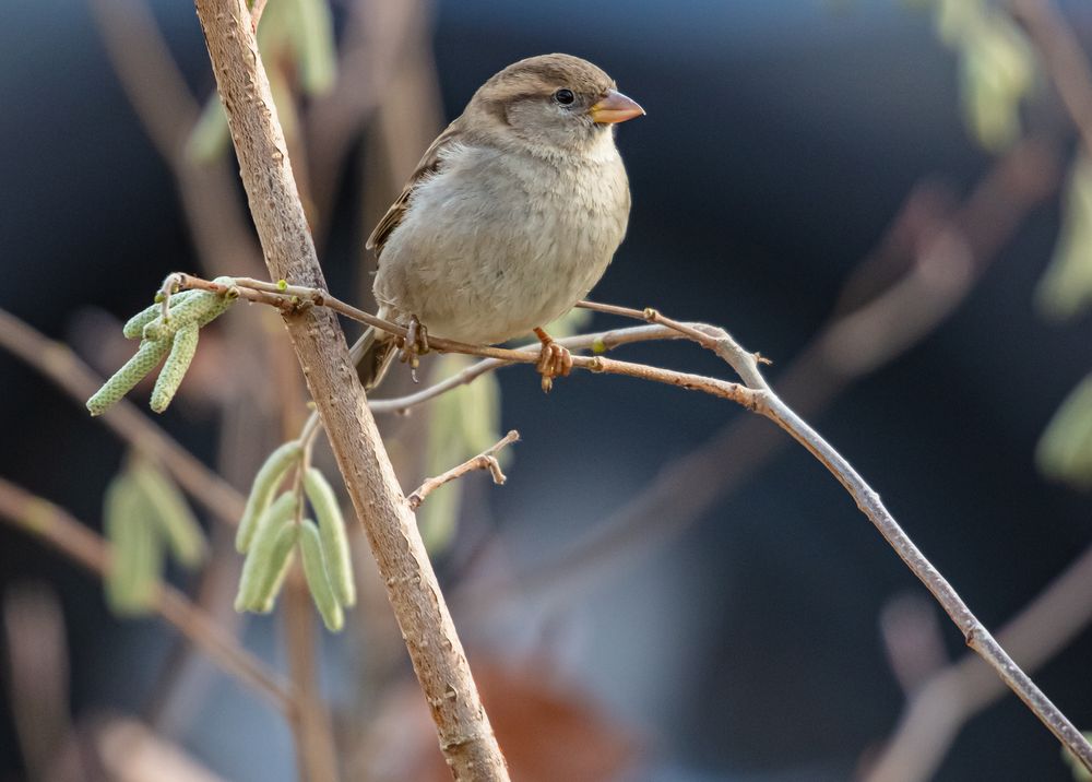 mein kleiner Spatz                   