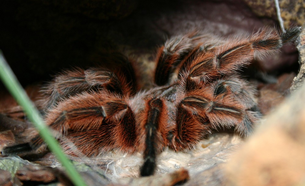 Mein kleiner süßer Rolf / Grammostola rosea