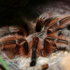 Mein kleiner süßer Rolf / Grammostola rosea