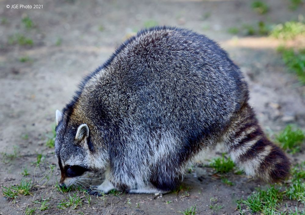 Mein kleiner süsser Waschbär