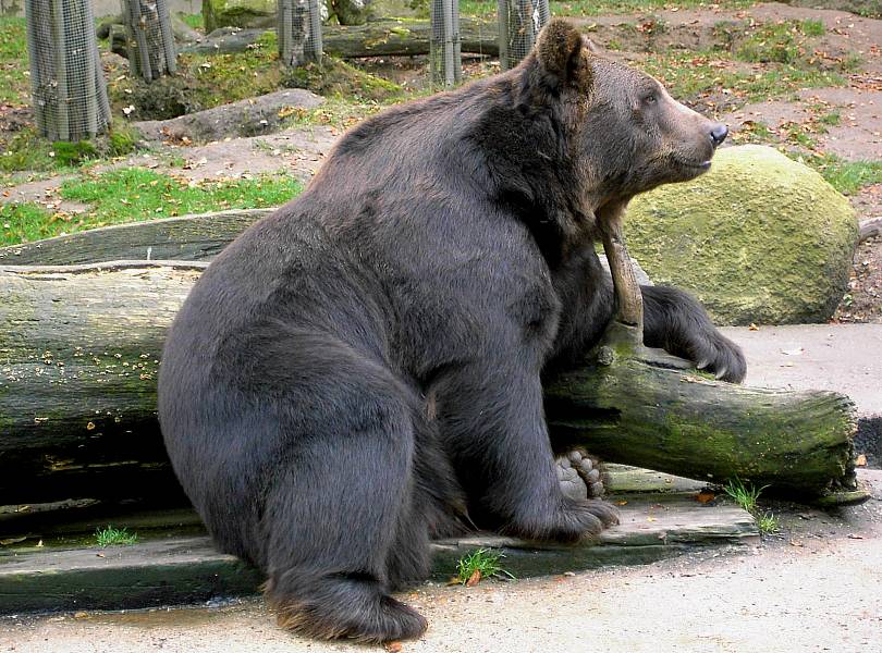 Mein kleiner Teddy