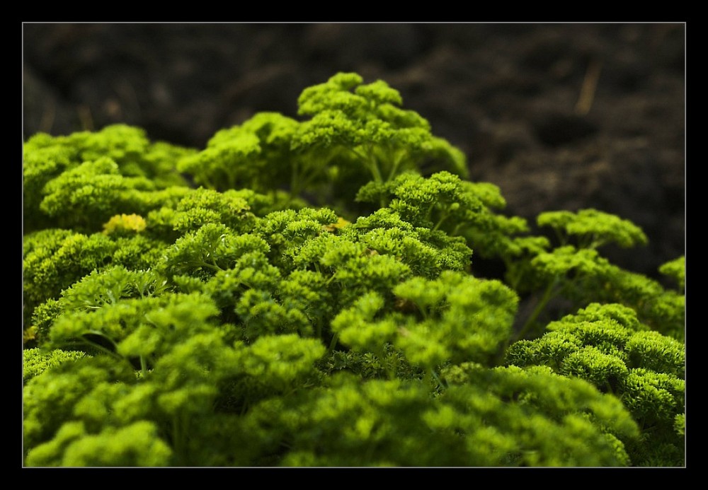 Mein kleiner Urwald