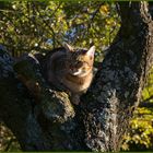 Mein kleiner verrückter Kater