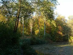 mein kleiner Waldsee 2