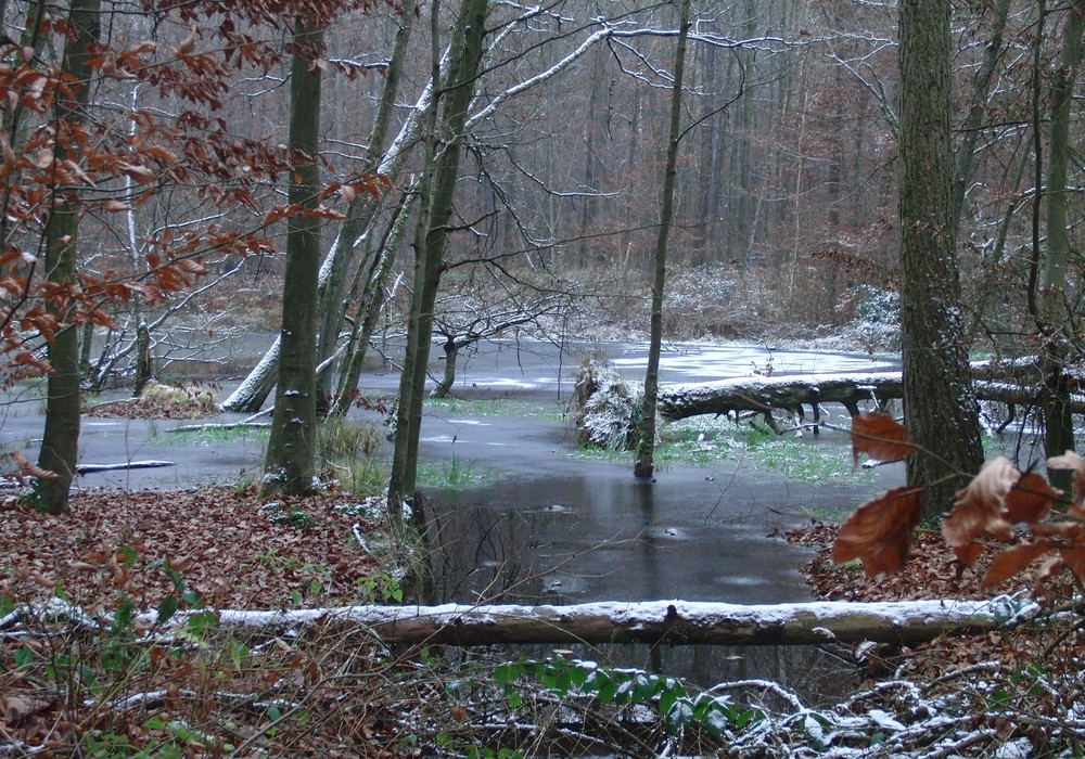 Mein kleiner Waldsee friert zu...