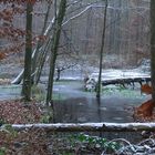 Mein kleiner Waldsee friert zu...