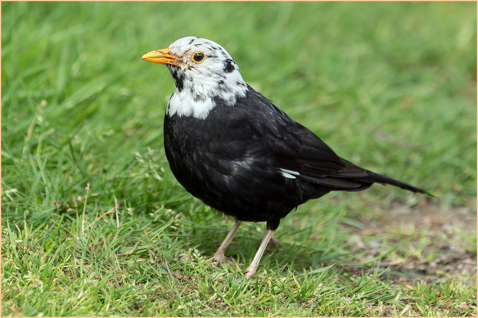 Mein kleiner "Weißkopfseeadler"