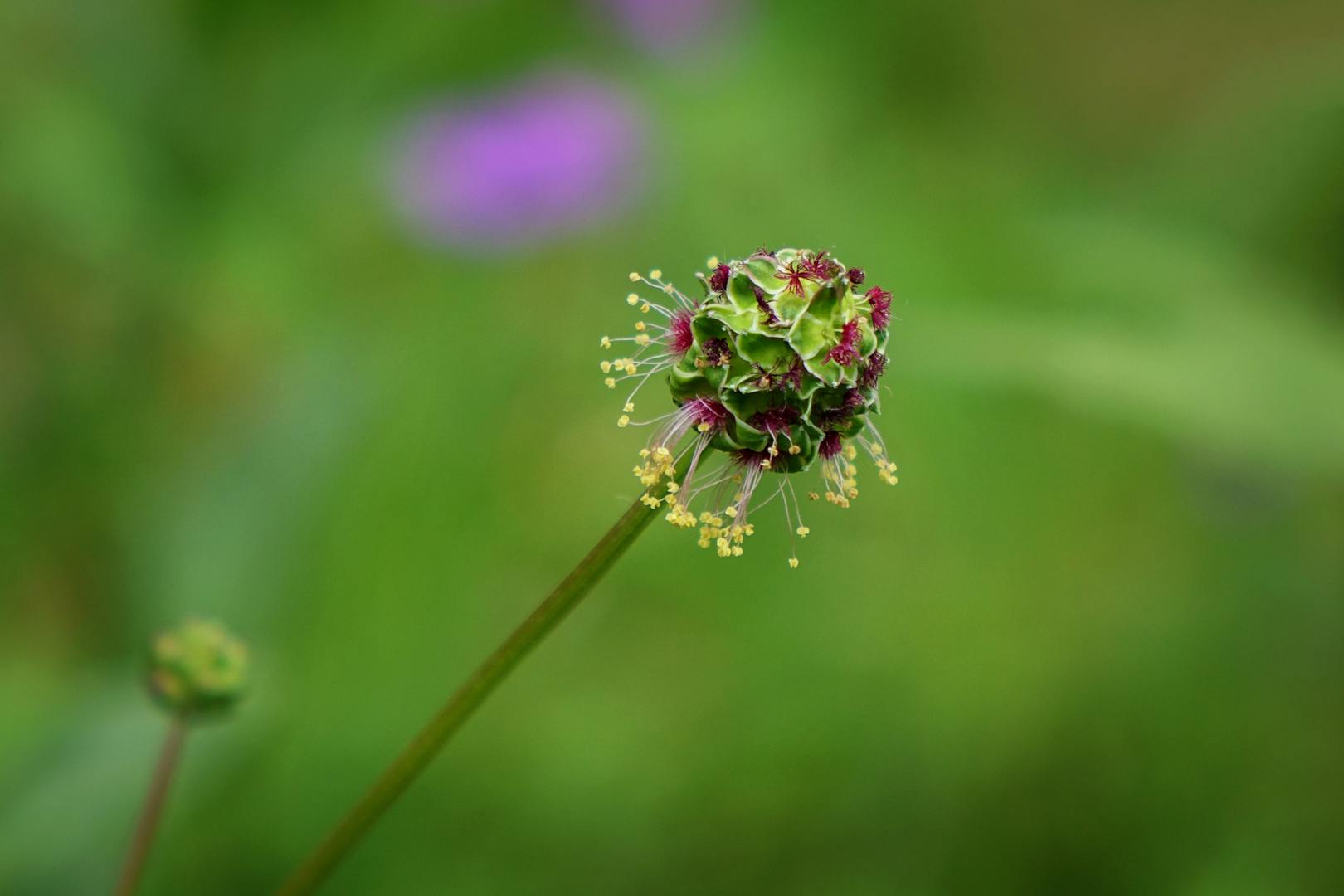 mein kleiner Wiesenknopf ....