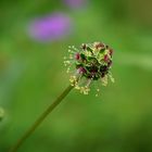 mein kleiner Wiesenknopf ....