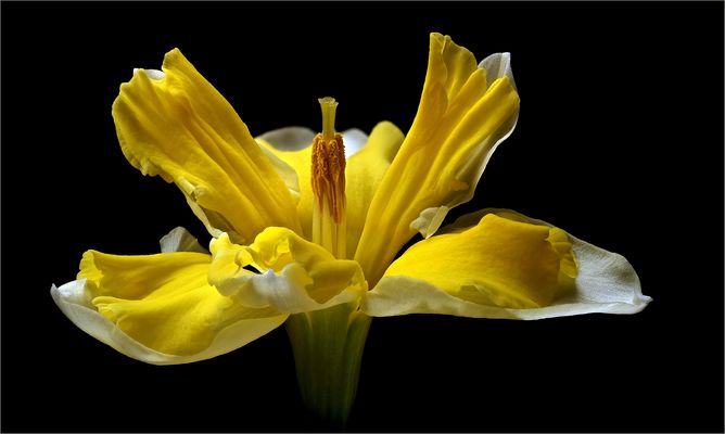 Mein kleines FC Jubiläum 2013 - 2023 - ( Stacking Bild ) 