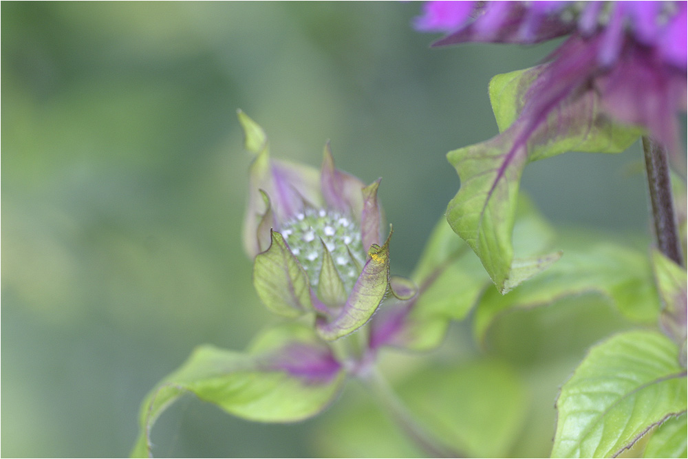 mein kleines gartenchaos VI