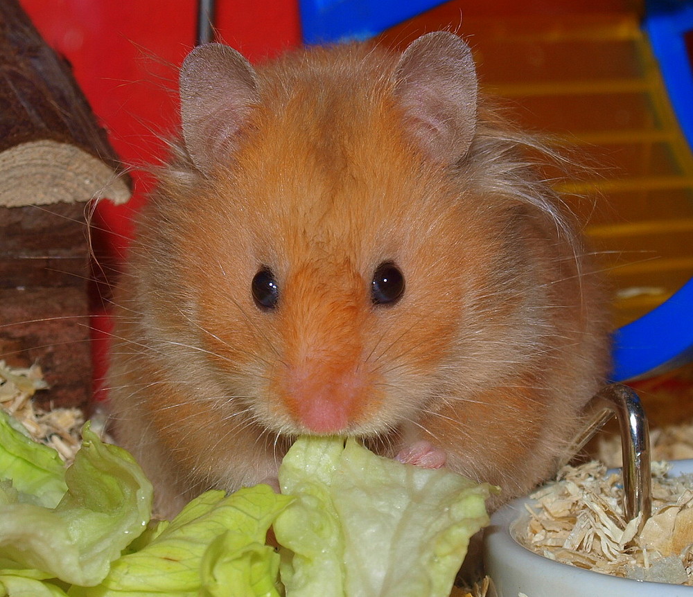 Mein kleines Hamstermädchen II