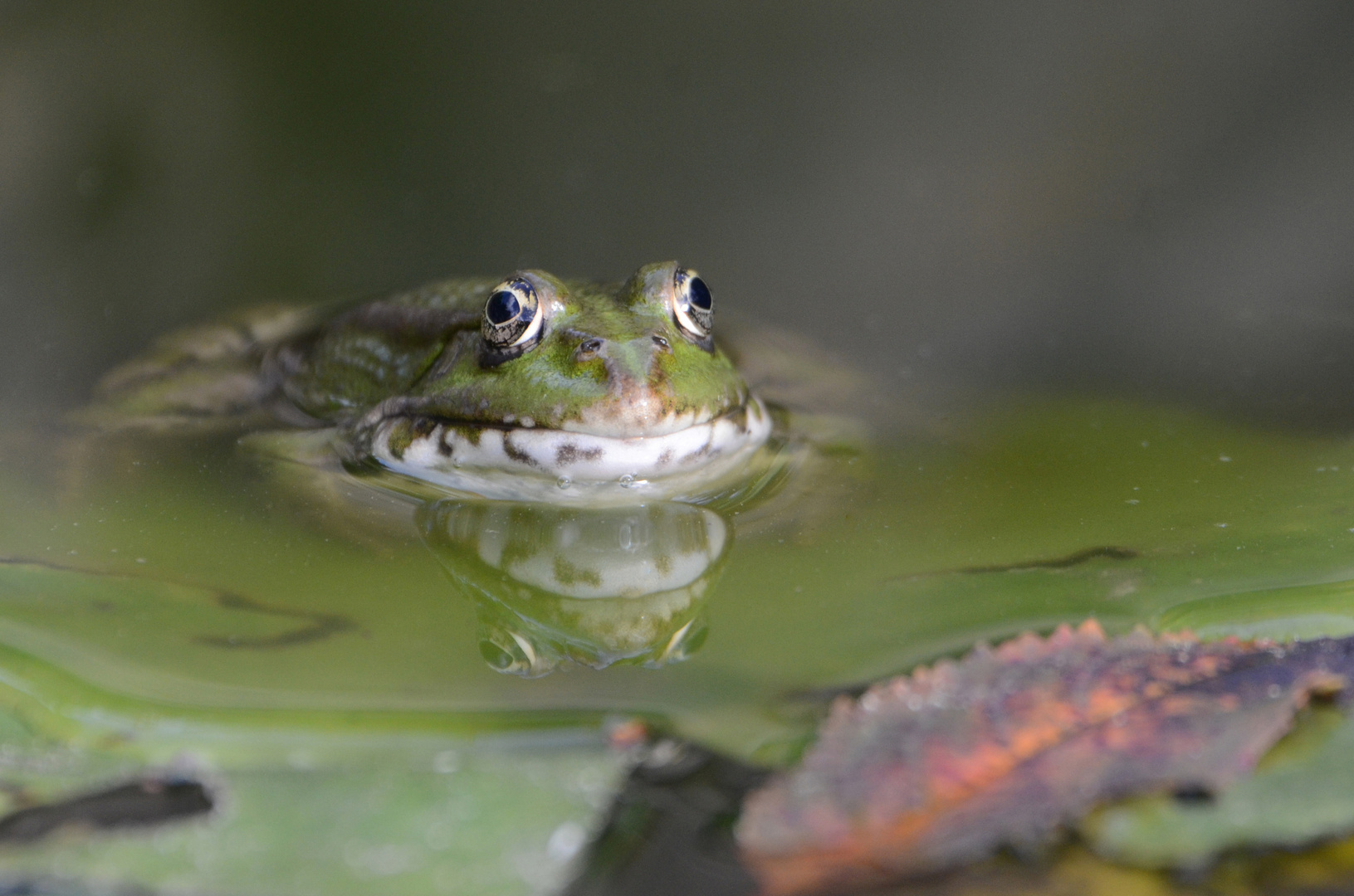 Mein kleines Monster an unserem Teich