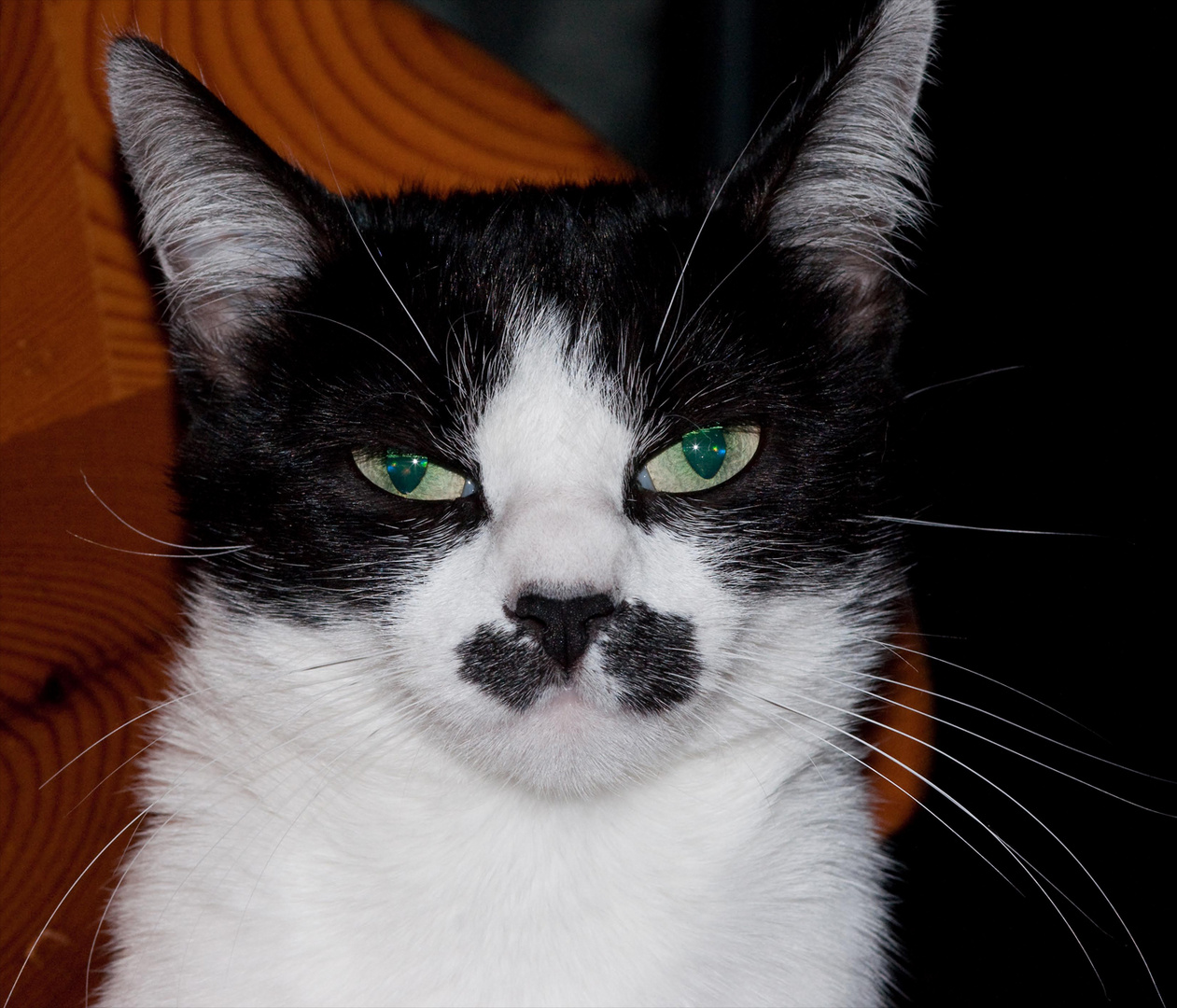 Mein Kleines Monster Foto Bild Tiere Haustiere Katzen Bilder Auf Fotocommunity