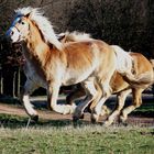 Mein kleines Pony Timochy beim wilden Galopp.....