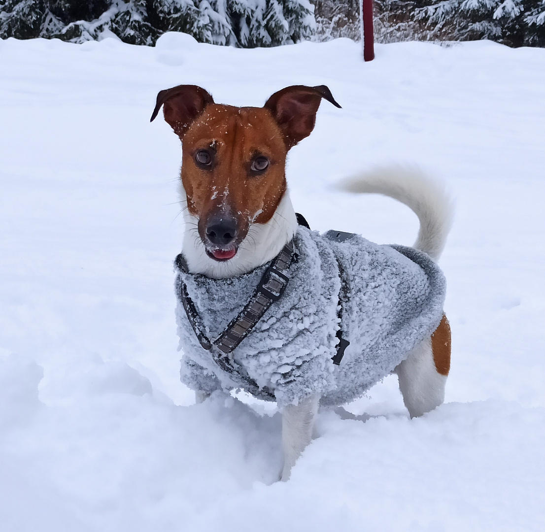 mein kleines Schneemonster