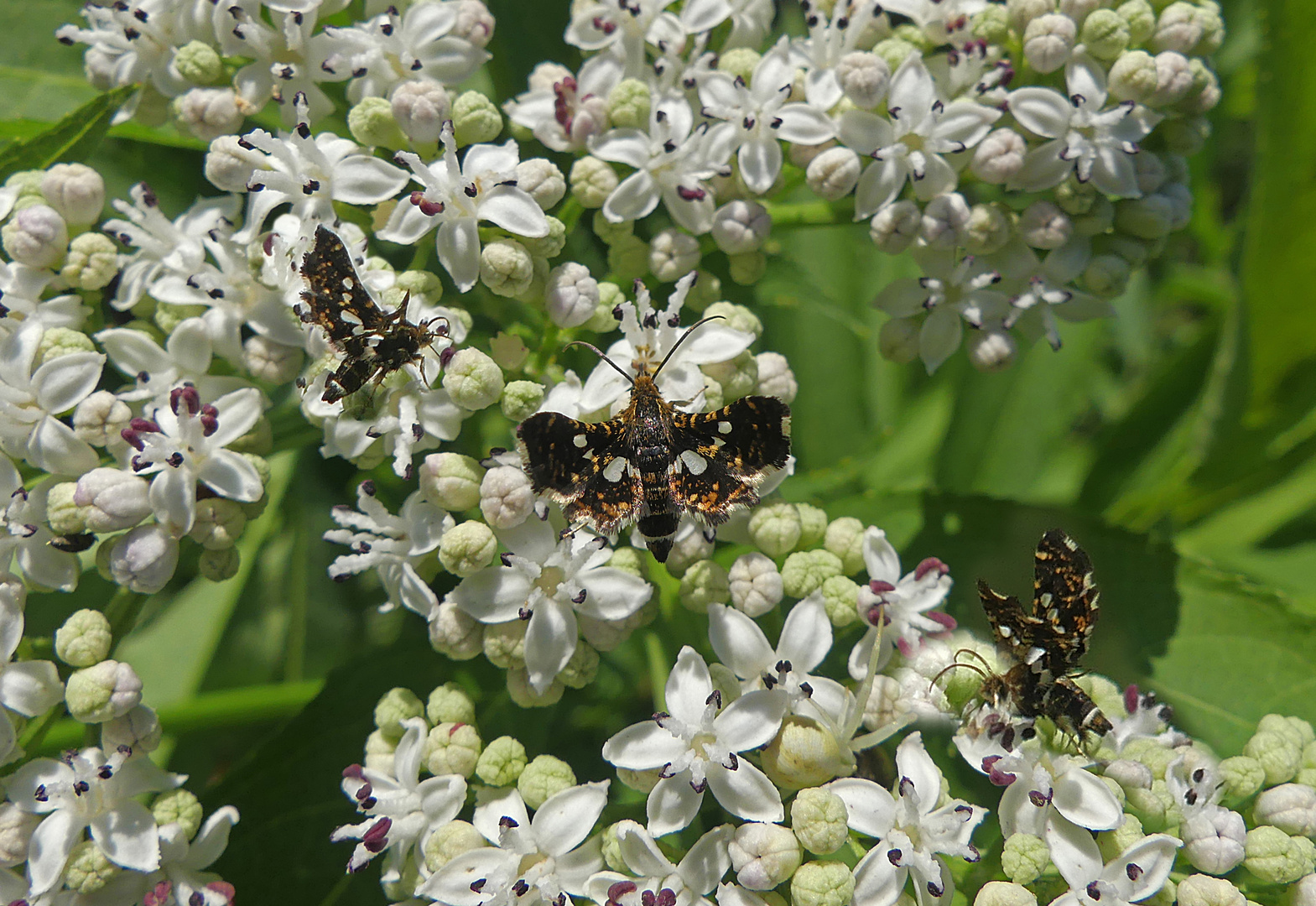 Mein kleinster Schmetterling