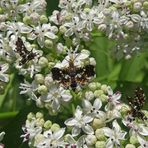 Mein kleinster Schmetterling