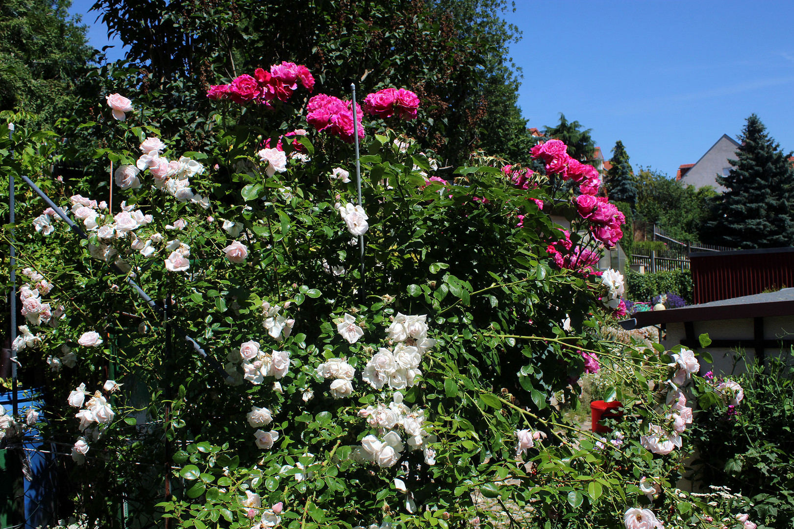 Mein Kletterrosenstrauch in voller Blüte