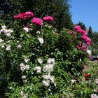 Mein Kletterrosenstrauch in voller Blüte