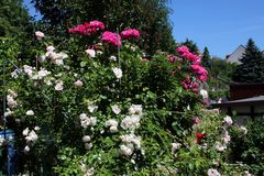 Mein Kletterrosenstrauch in voller Blüte