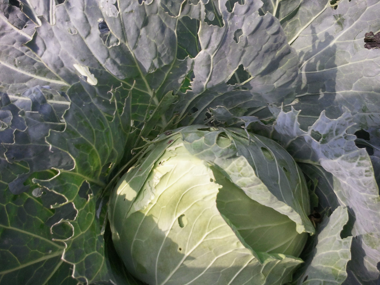 Mein Kohl,der jetzt zum Sauerkraut reift.