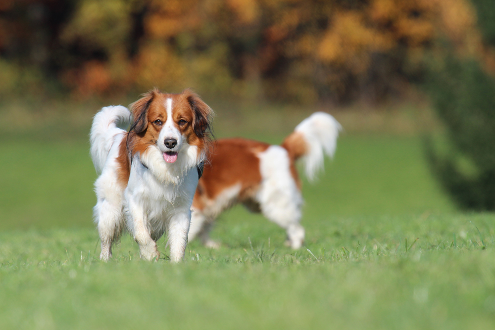 Mein Kooikerhondje Quincy (Qudyjac Enapay von Jomarquiteira)