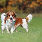 Mein Kooikerhondje Quincy (Qudyjac Enapay von Jomarquiteira)