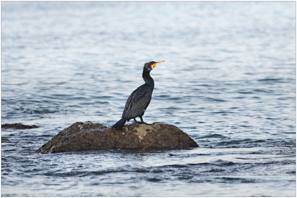 "mein" Kormoran :-))