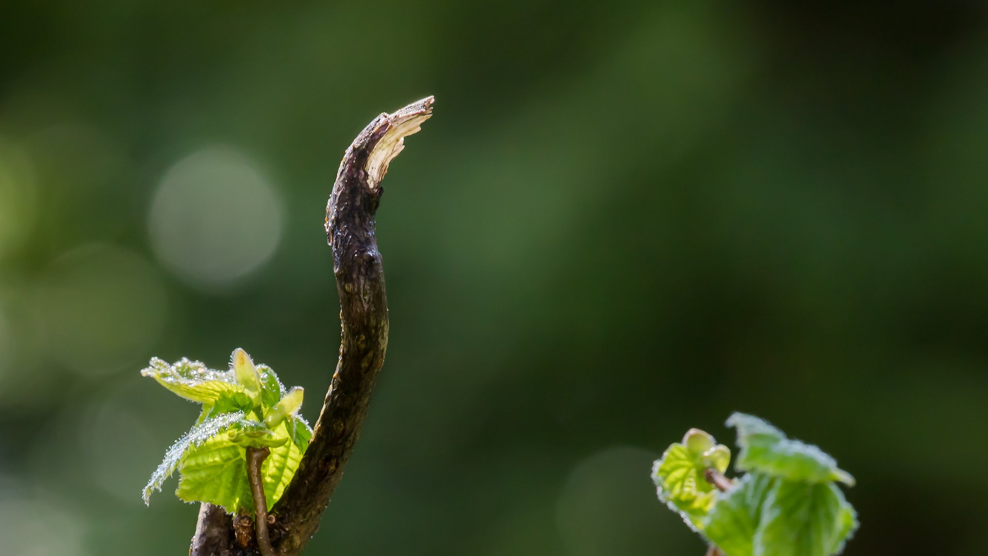 Mein Kormoran frisst keinen Fisch - er steht mehr auf Haselnüsse