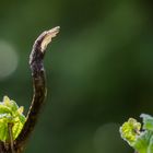 Mein Kormoran frisst keinen Fisch - er steht mehr auf Haselnüsse