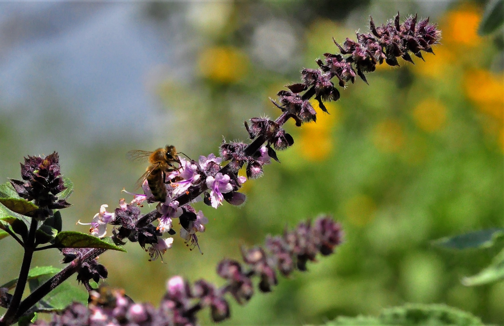 mein Kräutergarten ist der größte Anziehungspunkt für Insekten