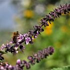 mein Kräutergarten ist der größte Anziehungspunkt für Insekten