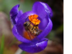 Mein Krokus,kapiert?