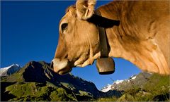 Mein Kuh-Model im Alpeinertal