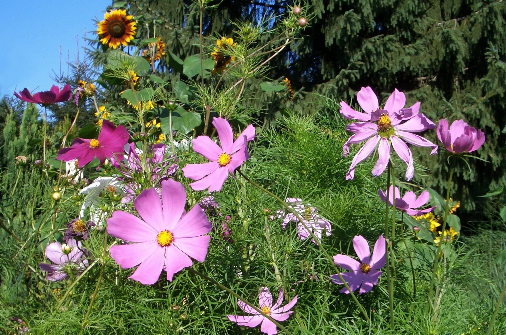 Mein kunterbunter Garten